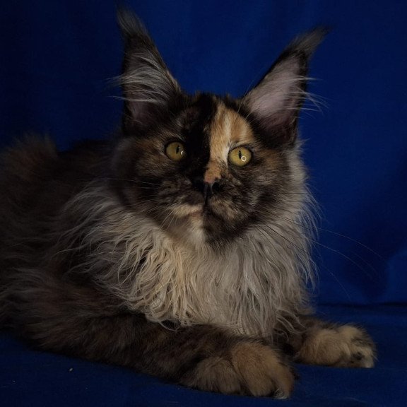 Maine Coon EZ Intel'Legend