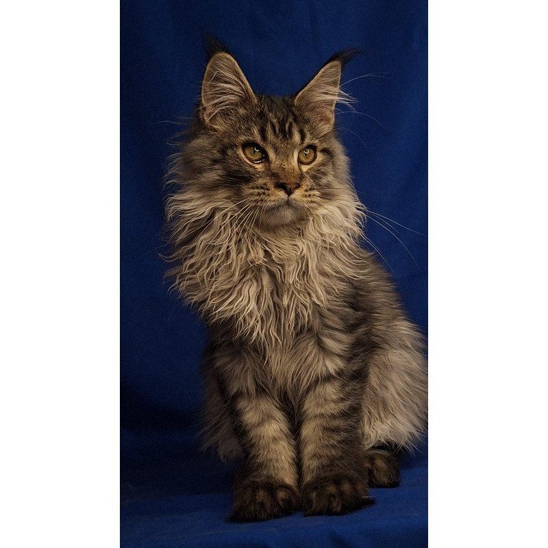 Maine Coon EZ Joker