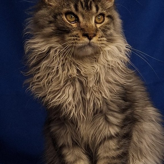 Maine Coon EZ Joker