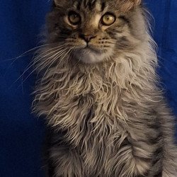 Maine Coon EZ Joker