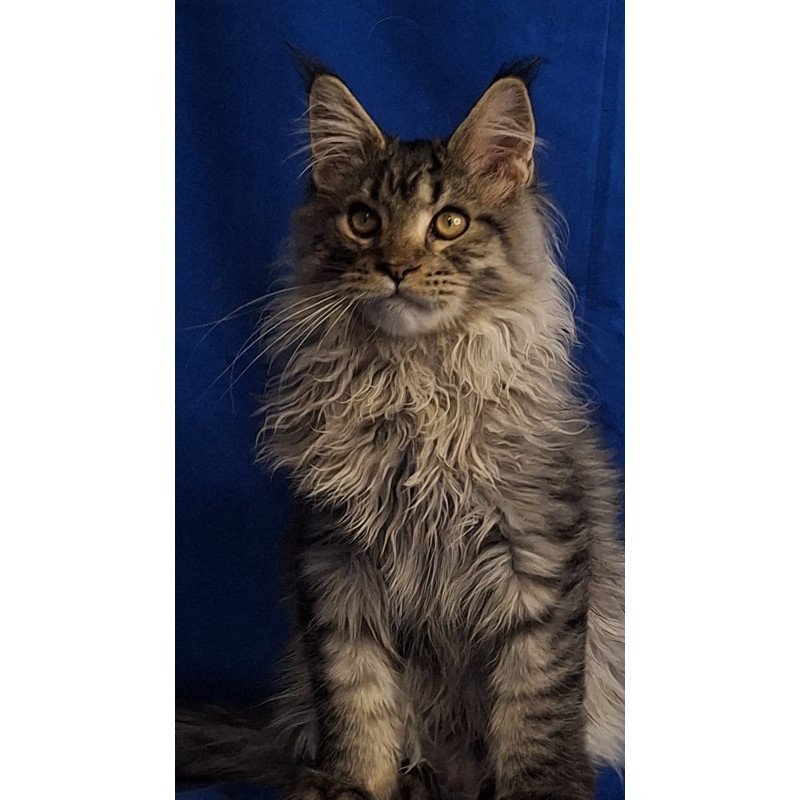 Maine Coon EZ Joker
