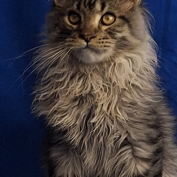 Maine Coon EZ Joker