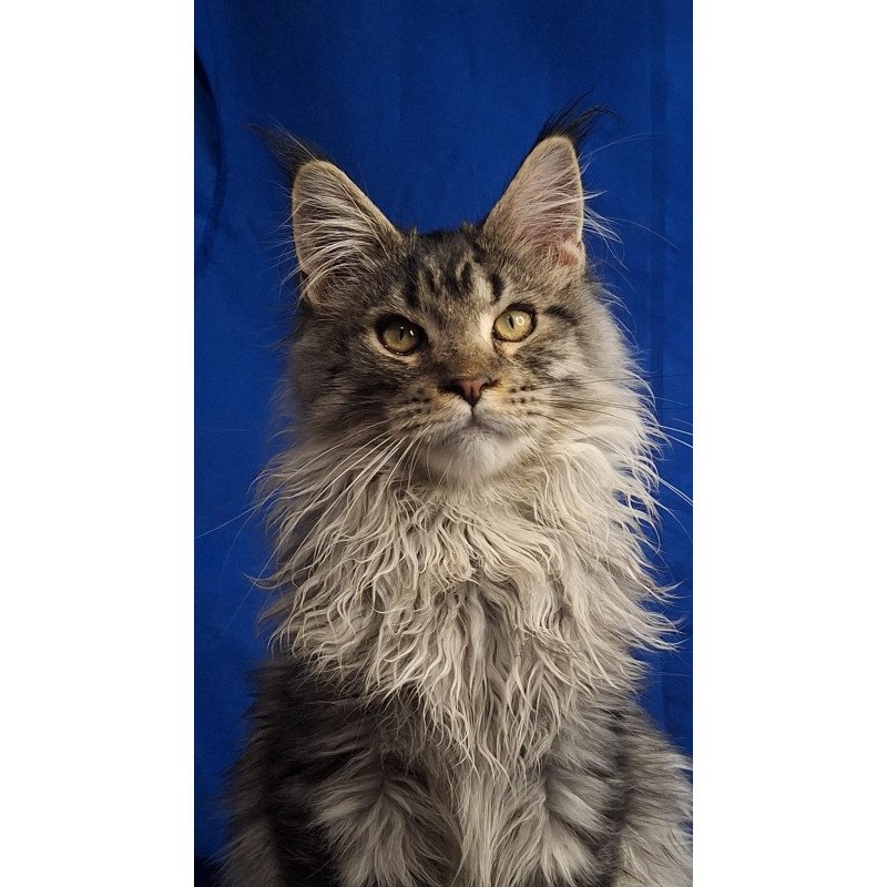 Maine Coon EZ Joker