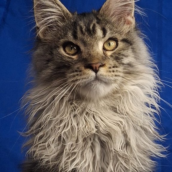 Maine Coon EZ Joker