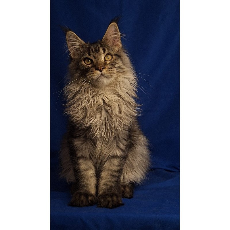Maine Coon EZ Joker