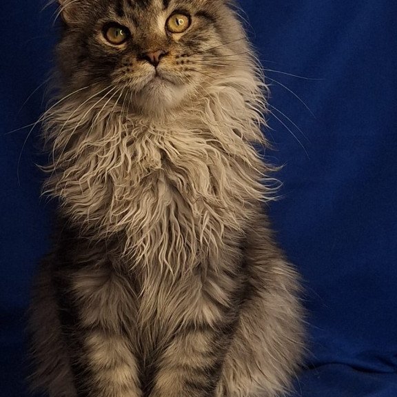 Maine Coon EZ Joker