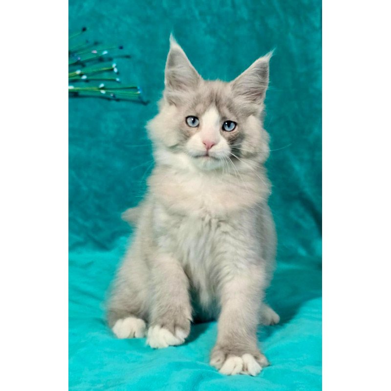Maine Coon MAR Pushkin
