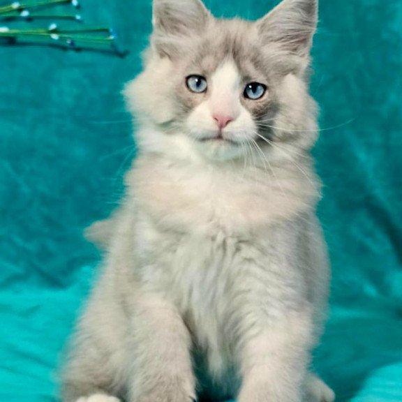 Maine Coon MAR Pushkin