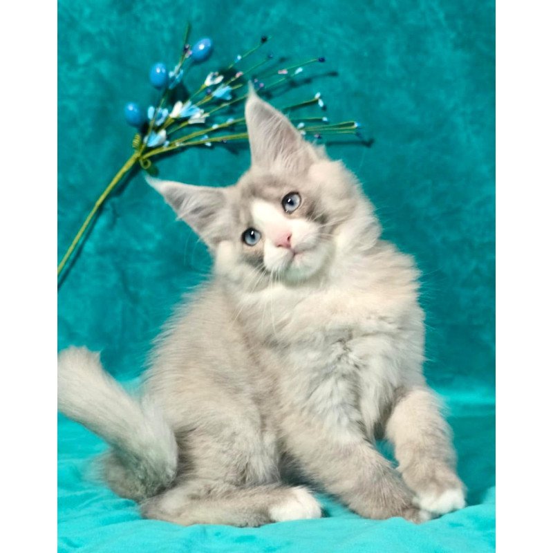 Maine Coon MAR Pushkin