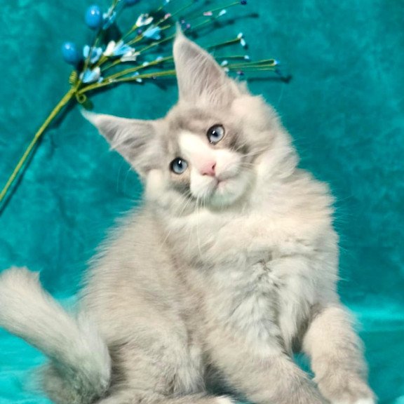 Maine Coon MAR Pushkin