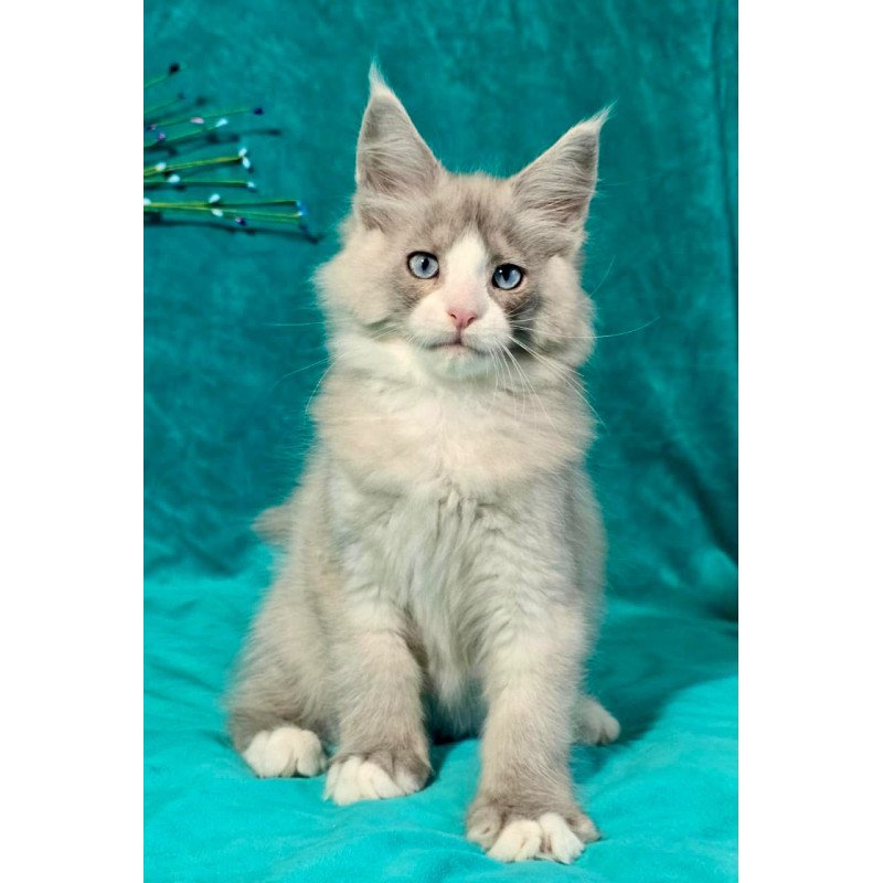Maine Coon MAR Pushkin
