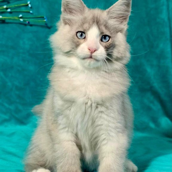 Maine Coon MAR Pushkin