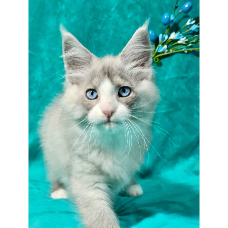 Maine Coon MAR Pushkin