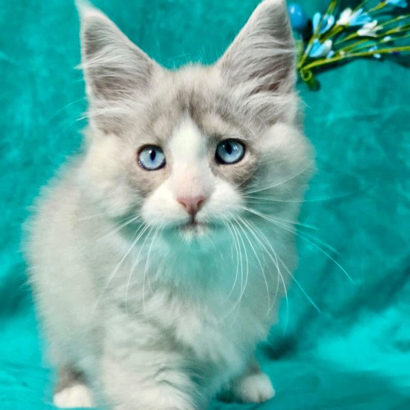 Maine Coon MAR Pushkin