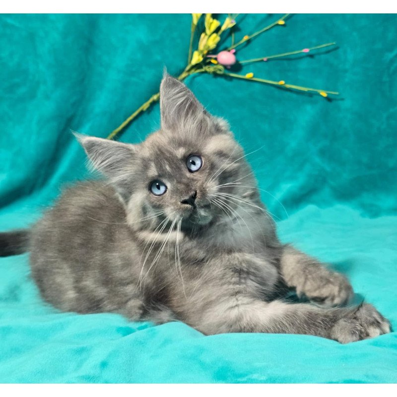 Maine Coon MAR Primamyrr