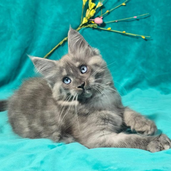 Maine Coon MAR Primamyrr