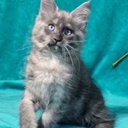 Maine Coon MAR Primamyrr