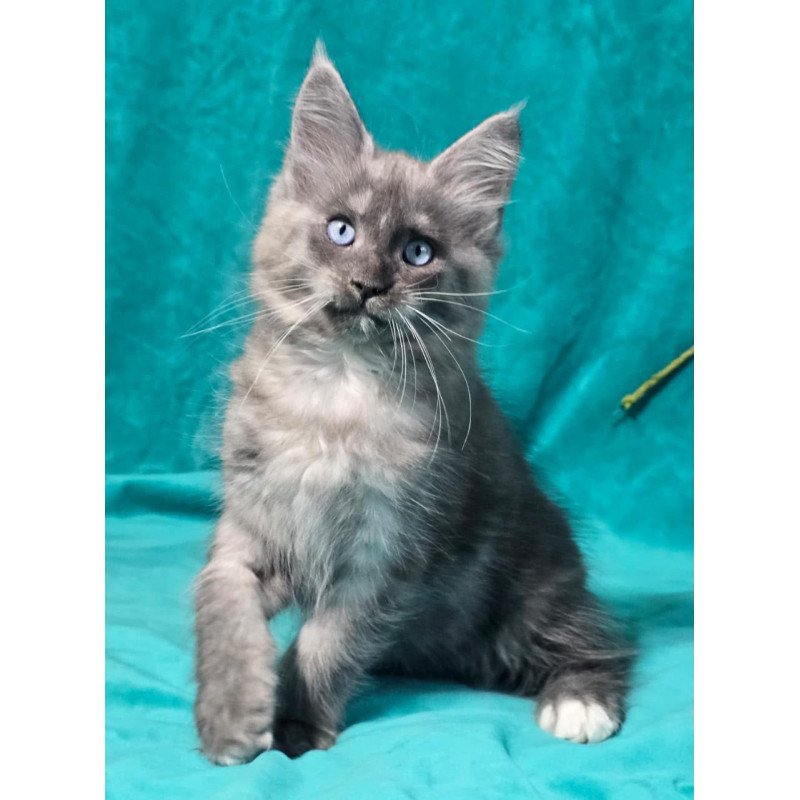 Maine Coon MAR Primamyrr