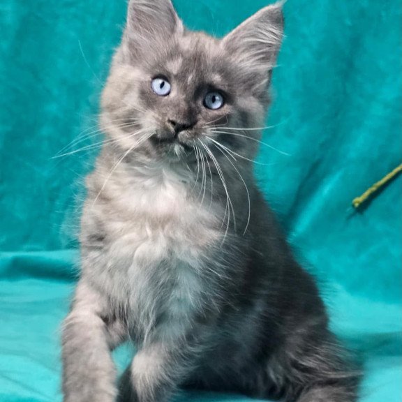 Maine Coon MAR Primamyrr