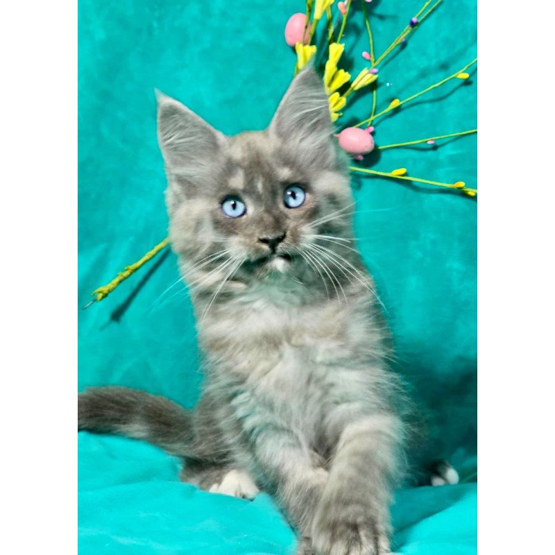 Maine Coon MAR Primamyrr