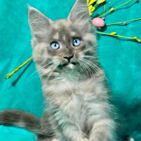 Maine Coon MAR Primamyrr