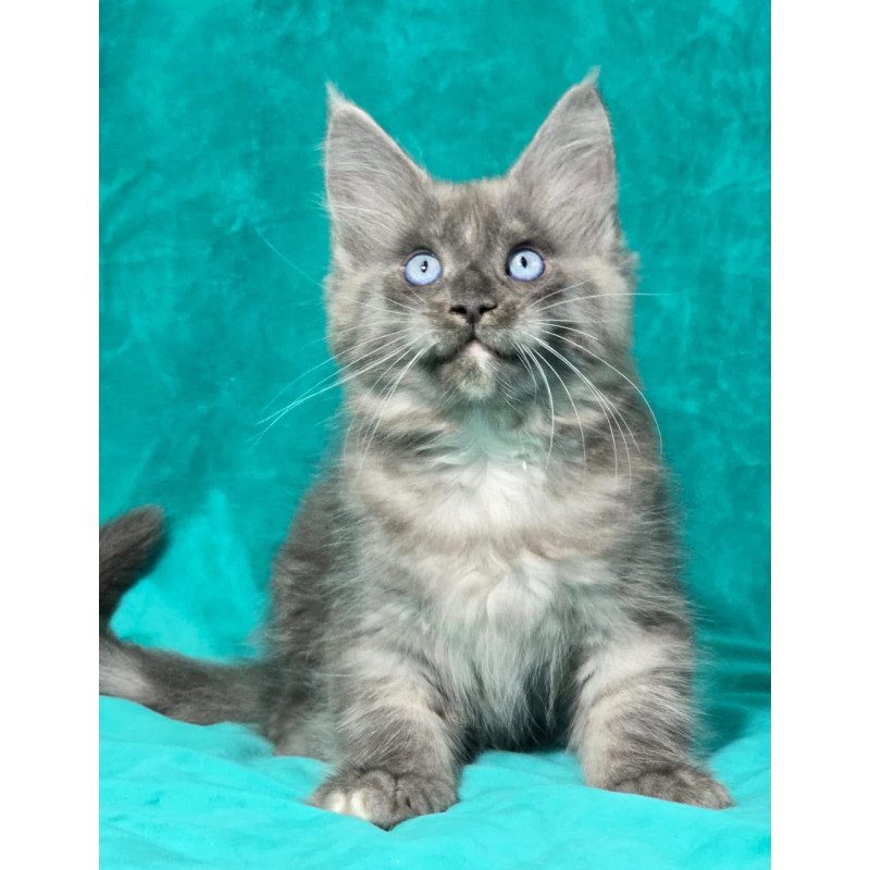 Maine Coon MAR Primamyrr