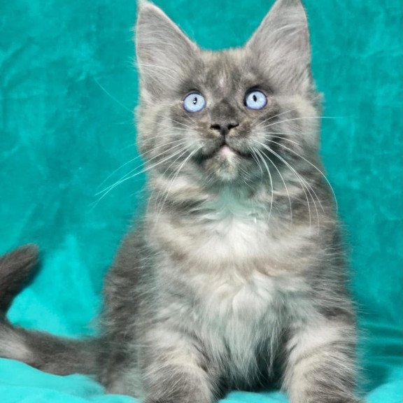Maine Coon MAR Primamyrr