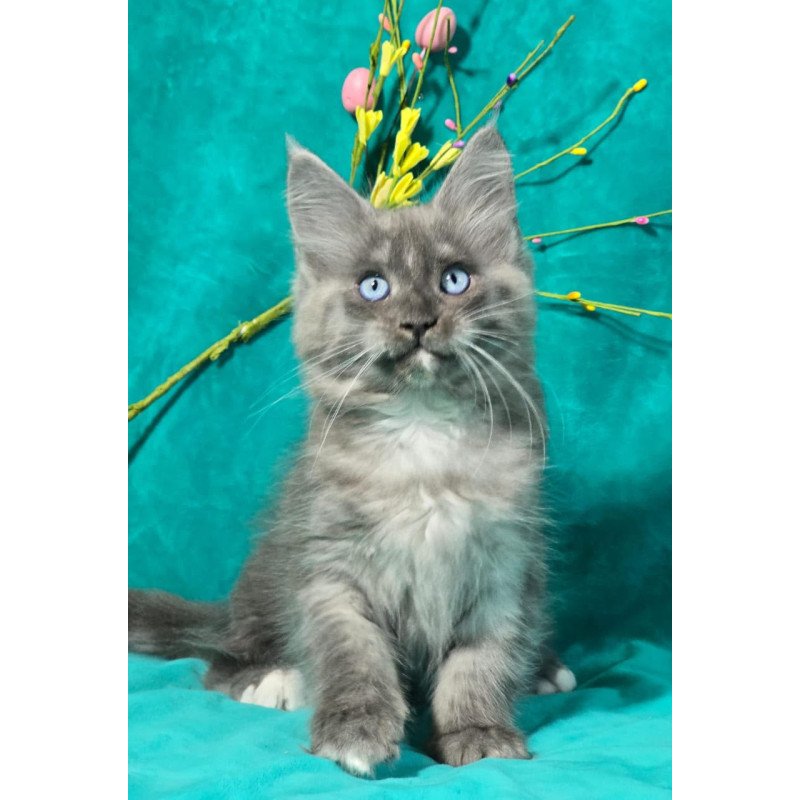 Maine Coon MAR Primamyrr