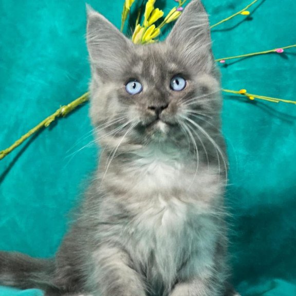 Maine Coon MAR Primamyrr