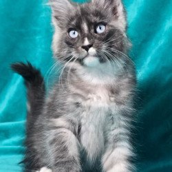 Maine Coon MAR Perla