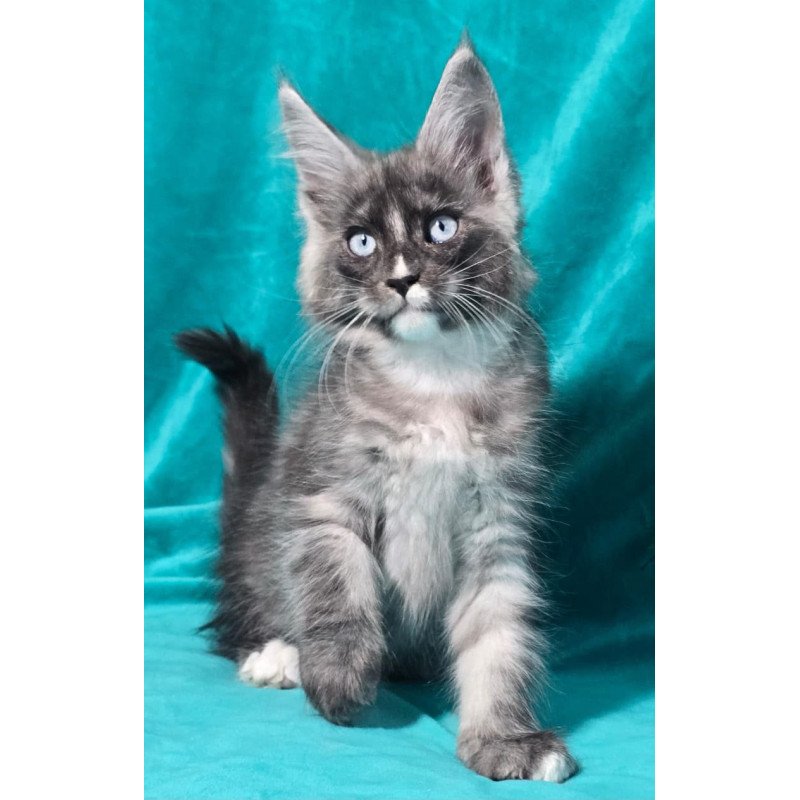 Maine Coon MAR Perla