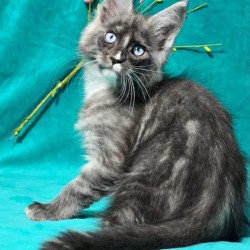 Maine Coon MAR Perla