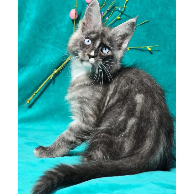 Maine Coon MAR Perla