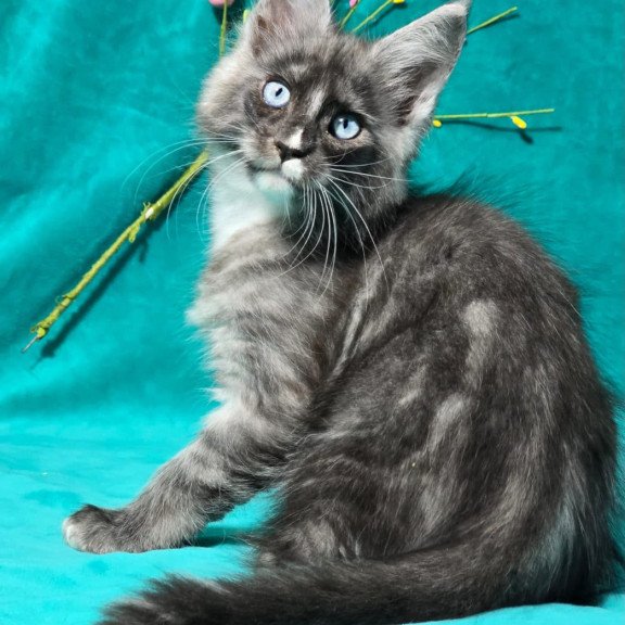 Maine Coon MAR Perla