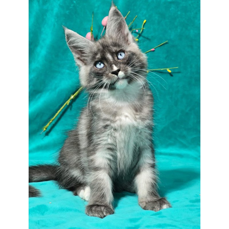 Maine Coon MAR Perla