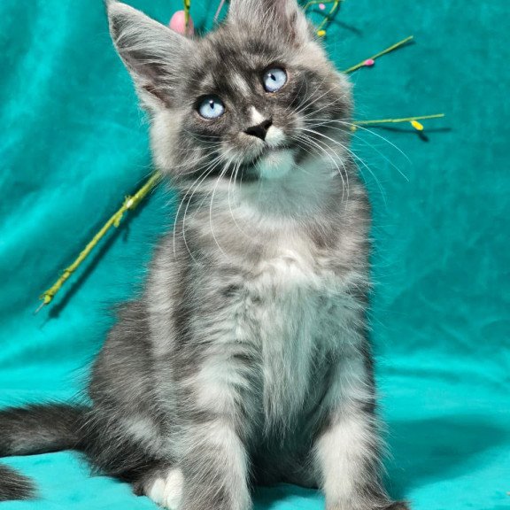 Maine Coon MAR Perla