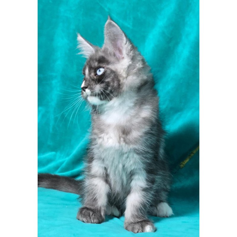 Maine Coon MAR Perla
