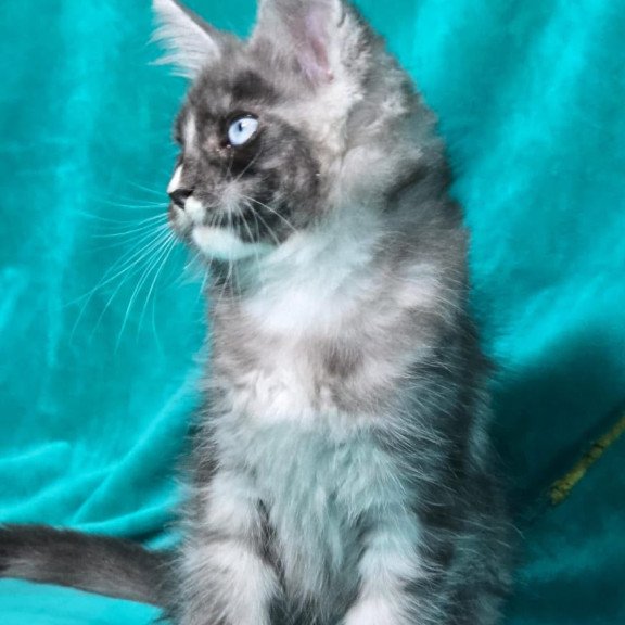 Maine Coon MAR Perla