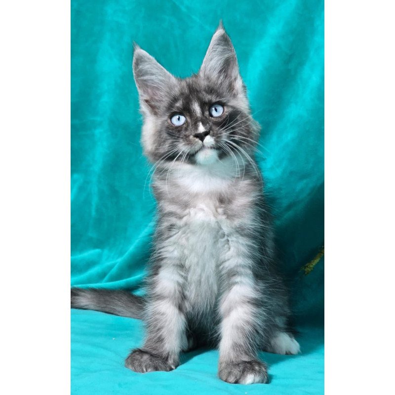 Maine Coon MAR Perla