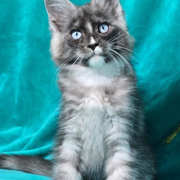 Maine Coon MAR Perla