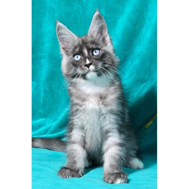 Maine Coon MAR Perla