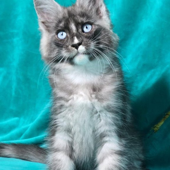 Maine Coon MAR Perla
