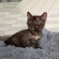 Burmese EZ Ruby Dol