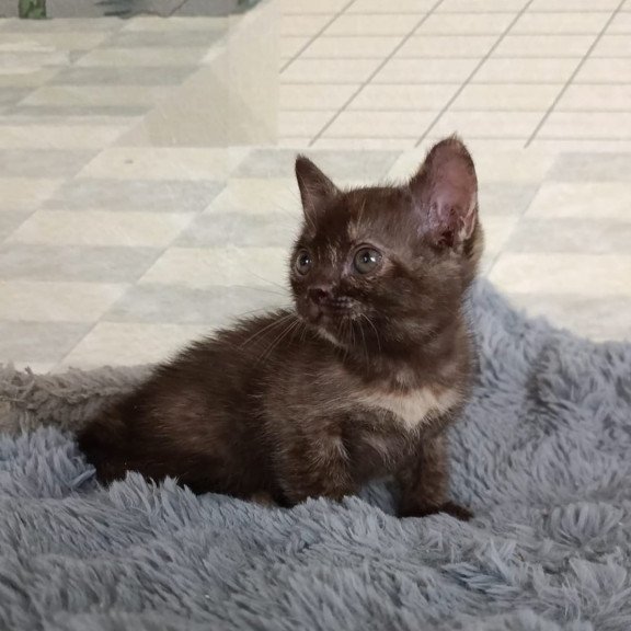 Burmese EZ Ruby Dol