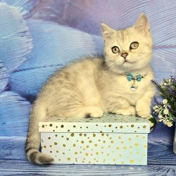 Munchkin Luna