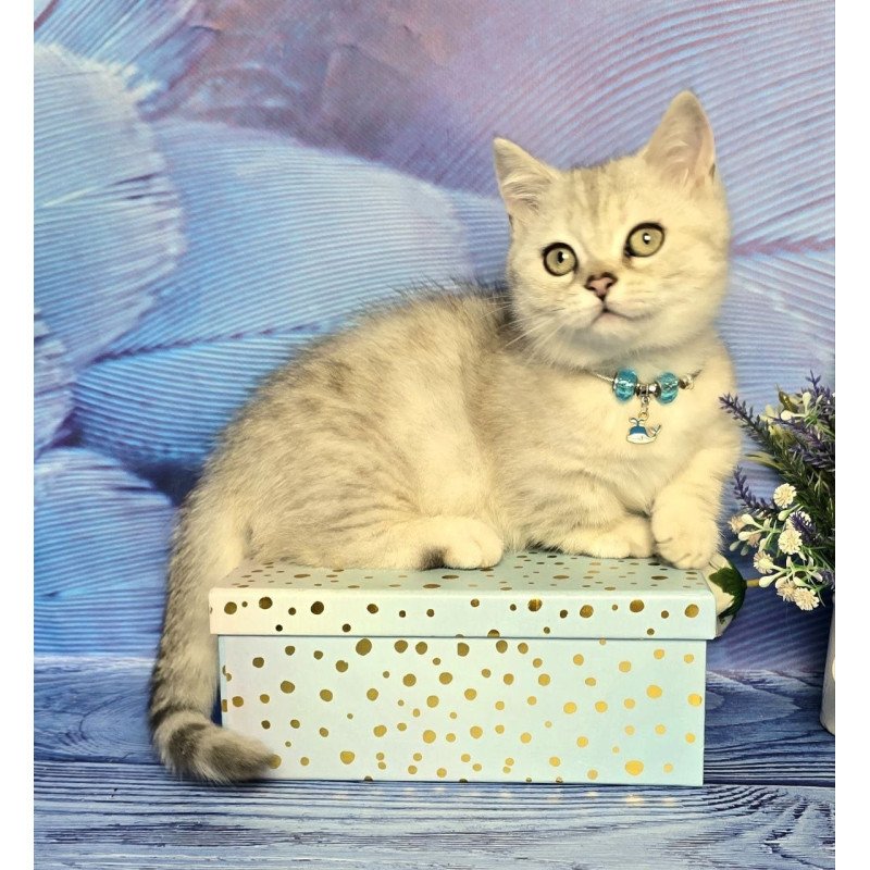 Munchkin Luna