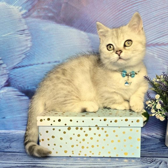 Munchkin Luna