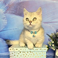 Munchkin Luna