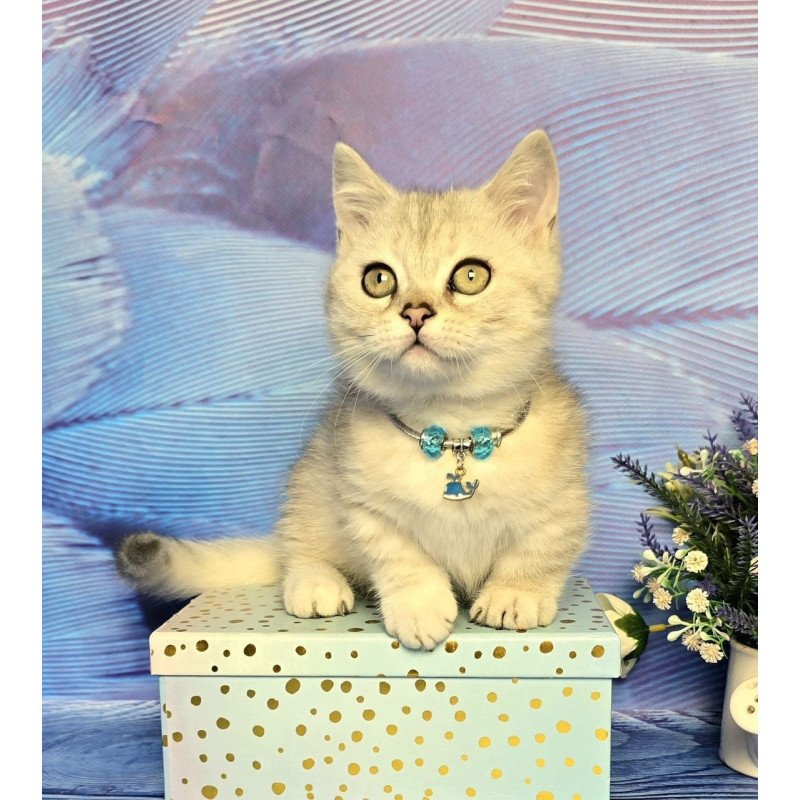 Munchkin Luna