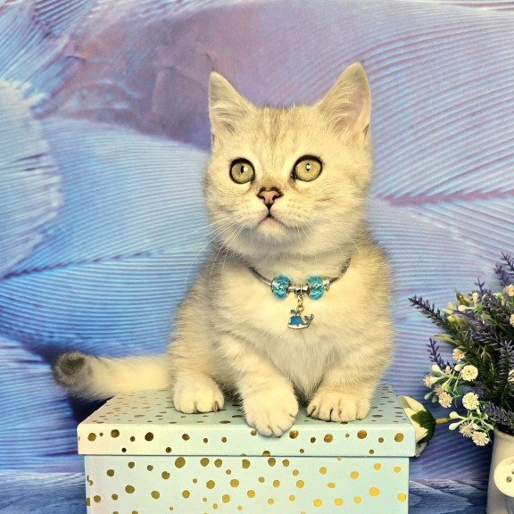 Munchkin Luna